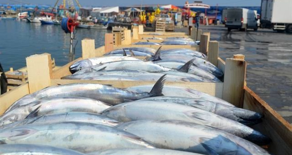 Marmara Denizi'nde Palamut Sezonu Bereketli Geçiyor: Tanesi 100 İla 150 Lira