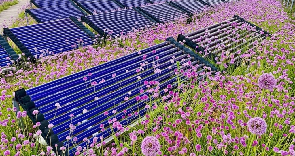 Çatı Tipi Güneş Santrallerinde Agrivoltaik Safran Üretimi ile Çift Yönlü Gelir Modeli