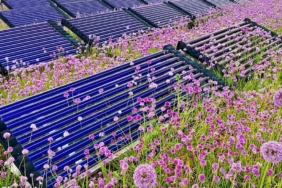Çatı Tipi Güneş Santrallerinde Agrivoltaik Safran Üretimi ile Çift Yönlü Gelir Modeli