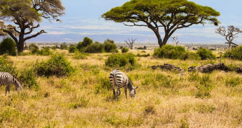 Kenya Savanında 18 Yıllık Deney Büyük Otçulların Bitki Örtüsüne Etkisini Kanıtladı