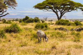 Kenya Savanında 18 Yıllık Deney Büyük Otçulların Bitki Örtüsüne Etkisini Kanıtladı
