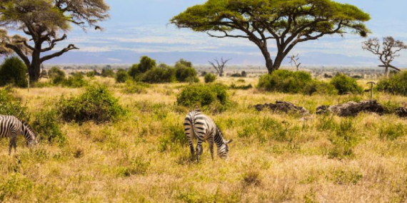Kenya Savanında 18 Yıllık Deney Büyük Otçulların Bitki Örtüsüne Etkisini Kanıtladı