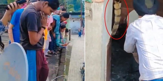 Hindistan’da Bir Evin Klozetinden Çıkan Dev Kobra Mahallede Panik Yarattı