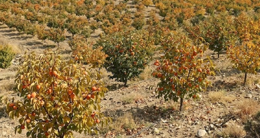Türkiye'de Üretilen Cennet Hurması Yaş ve Kuru Formda Küresel Pazarlara İhraç Ediliyor