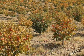 Türkiye'de Üretilen Cennet Hurması Yaş ve Kuru Formda Küresel Pazarlara İhraç Ediliyor