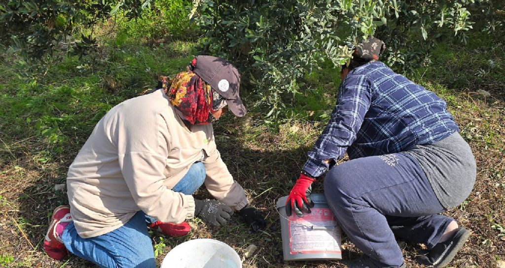 Hatay Samandağ'da Halhalı Zeytini Hasadı Başladı: Kilosu Bahçede 150 Liraya Ulaştı