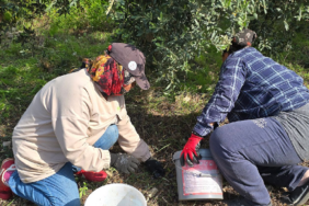 Hatay Samandağ'da Halhalı Zeytini Hasadı Başladı: Kilosu Bahçede 150 Liraya Ulaştı