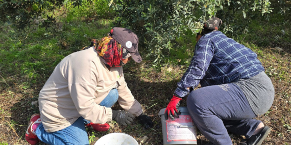 Hatay Samandağ’da Halhalı Zeytini Hasadı Başladı: Kilosu Bahçede 150 Liraya Ulaştı